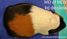 Maagdilatatie (MD) of maagdilatatie-volvlus (MDV) bij een cavia